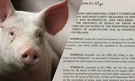 Iloilo bans entry of live hogs, pork products