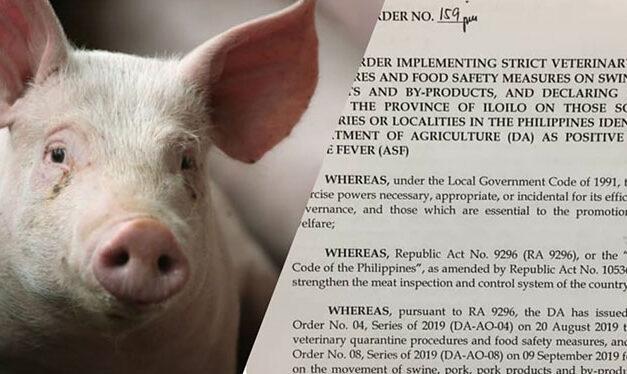 Iloilo bans entry of live hogs, pork products