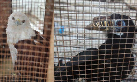 Endangered species turned over to DENR-6