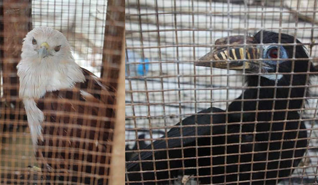 Endangered species turned over to DENR-6