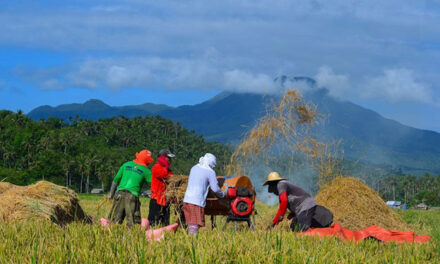 P91.98-M credit assistance for smallholder rice farmers released