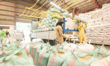 More provinces commit to direct palay purchases, marketing