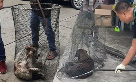 Unclaimed stray dogs on death row in Iloilo City