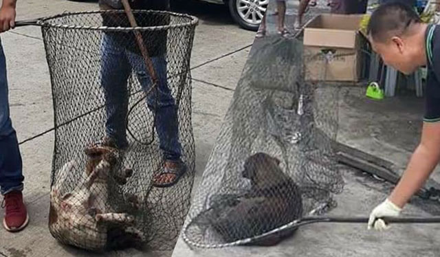 Unclaimed stray dogs on death row in Iloilo City