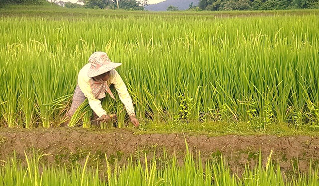 DA-ACPC releases initial Php180-M RCEF to Landbank