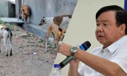 Treñas rejects plan to euthanize stray dogs in Iloilo City