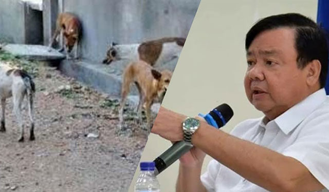 Treñas rejects plan to euthanize stray dogs in Iloilo City