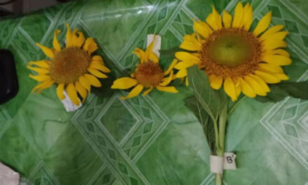 3 men arrested for picking sunflowers in Iloilo City