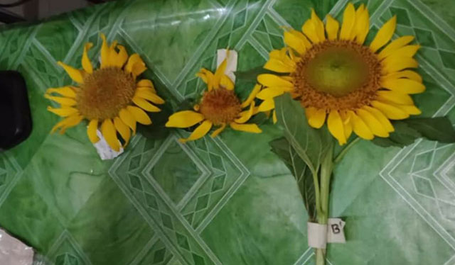 3 men arrested for picking sunflowers in Iloilo City