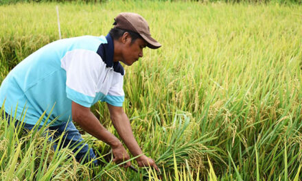 Rice farmers in Iloilo to get P5K cash aid