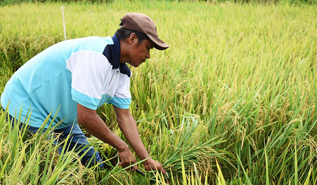 Rice farmers in Iloilo to get P5K cash aid