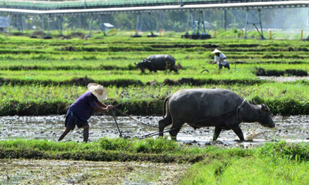 DA brings more aid to rice farmers as RCEF reaches 36% obligation