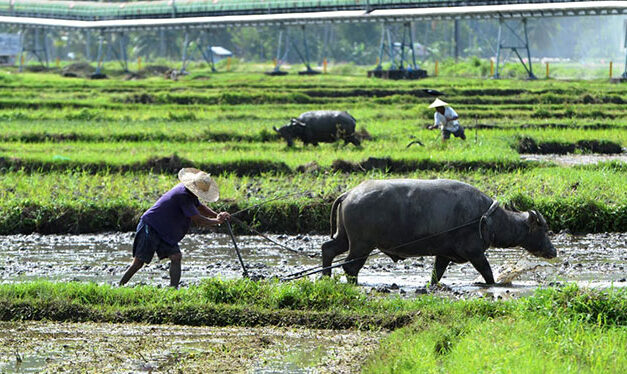 DA brings more aid to rice farmers as RCEF reaches 36% obligation