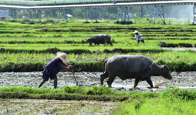 DA brings more aid to rice farmers as RCEF reaches 36% obligation