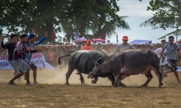 Century-old bullfighting in Iloilo town shelved