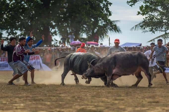 Century-old bullfighting in Iloilo town shelved