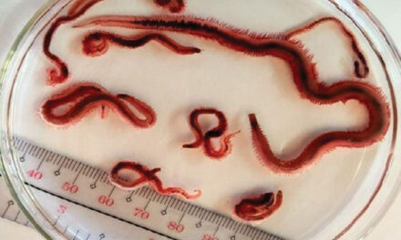 New species of soil-cleaning worm named after Iloilo