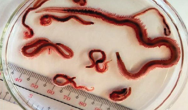 New species of soil-cleaning worm named after Iloilo