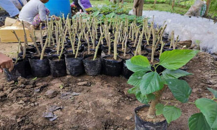 Lambunao shows potential for mulberry, silk production