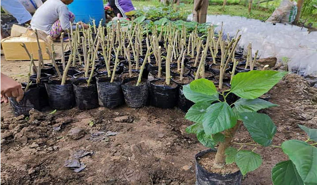 Lambunao shows potential for mulberry, silk production