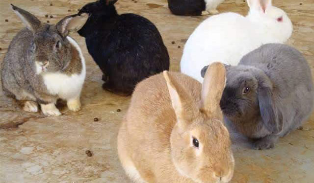 DA sees rabbit meat as potential replacement for pork