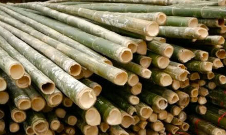 Iloilo bamboo growers to train in product dev’t