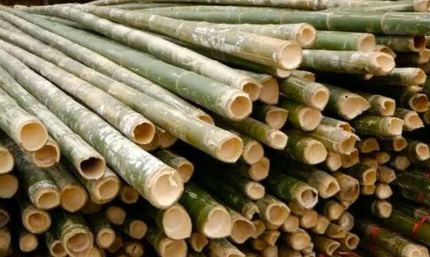 Iloilo bamboo growers to train in product dev’t