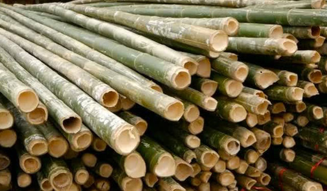 Iloilo bamboo growers to train in product dev’t