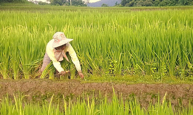 Iloilo farmers receive P9.1-M cash assistance