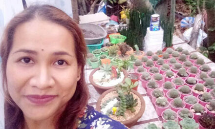 Planting succulents, a hobby that turns tears into smiles