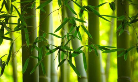 Bamboos to boost air quality in Iloilo City