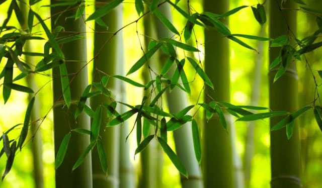 Bamboos to boost air quality in Iloilo City
