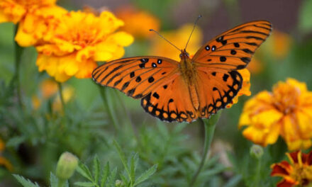 Iloilo City Butterfly Garden up for DENR’s nod