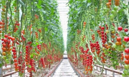 10 ‘smart greenhouses’ to be put up in Iloilo City