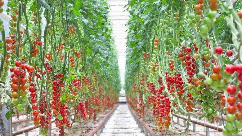 10 ‘smart greenhouses’ to be put up in Iloilo City