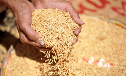 Antique more than sufficient in palay