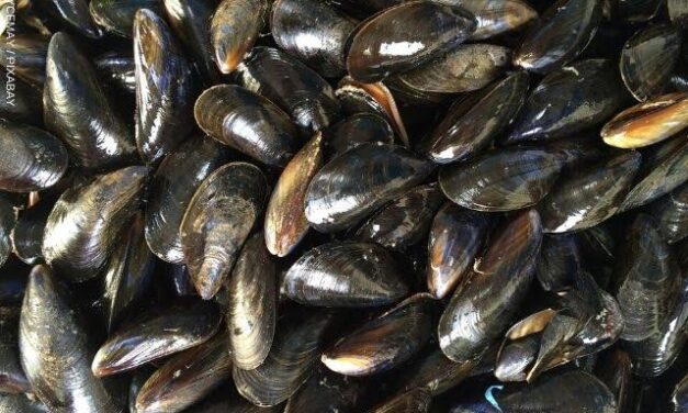 Ilonggos warned against eating shellfish from red tide-affected areas