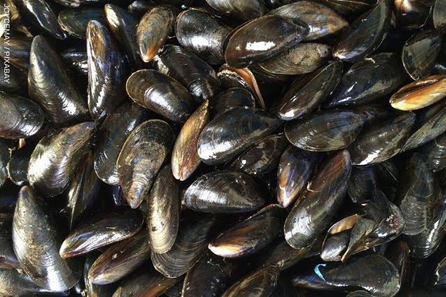 Ilonggos warned against eating shellfish from red tide-affected areas