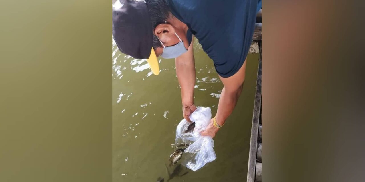 400 juvenile fishes for Iloilo River