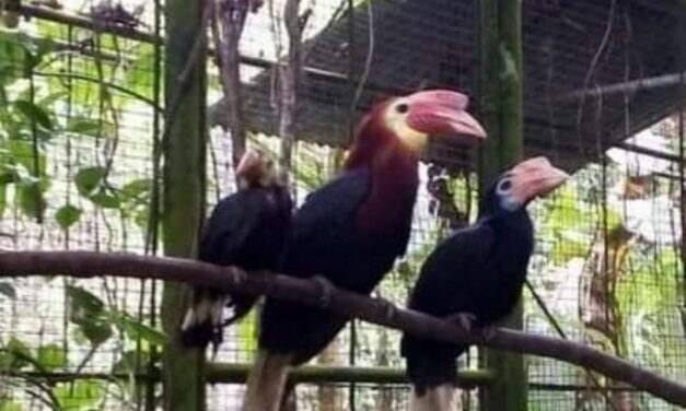 Lambunao’s wildlife park breeds endangered bird