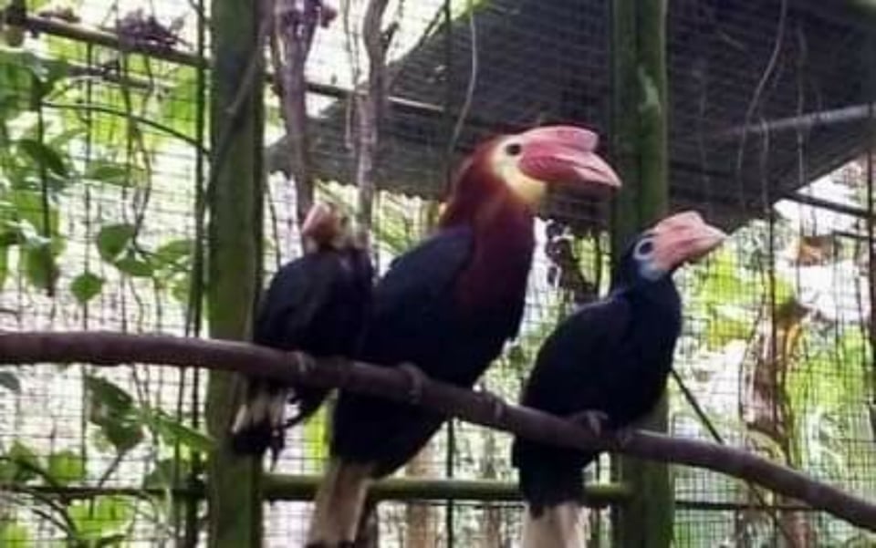 Lambunao’s wildlife park breeds endangered bird