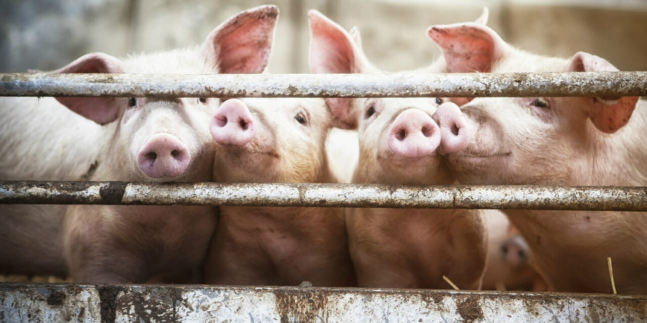 WV hog industry stands to lose P20B if ASF spreads in region