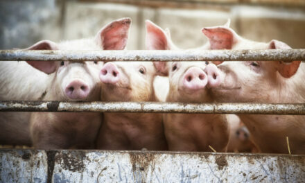 WV hog industry stands to lose P20B if ASF spreads in region