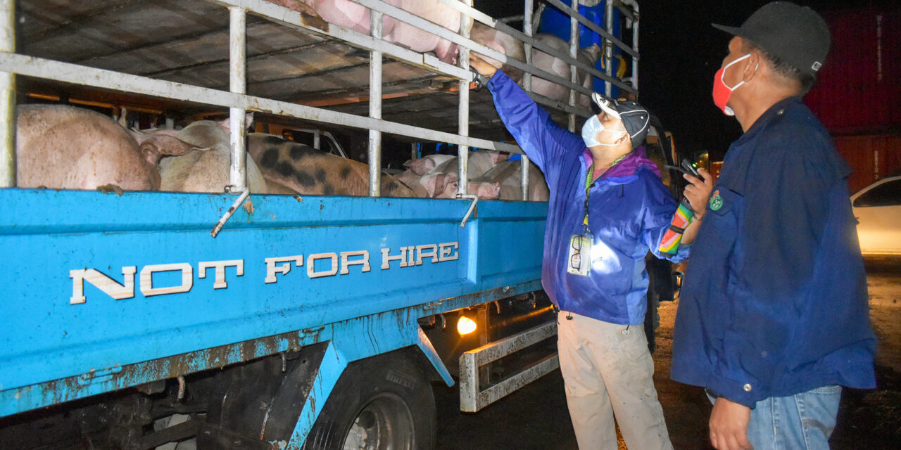 Western Visayas ships 1,600 pigs to Metro Manila