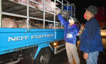Western Visayas ships 1,600 pigs to Metro Manila