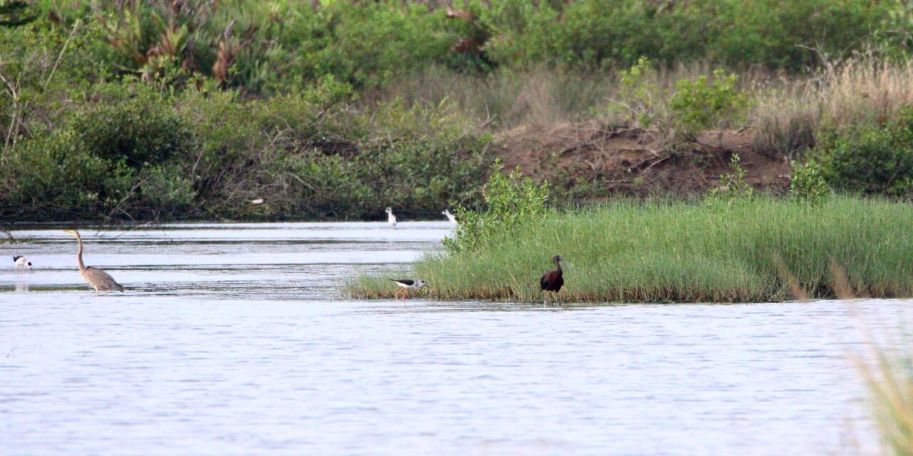 Second sighting of Glossy ibis in Iloilo City