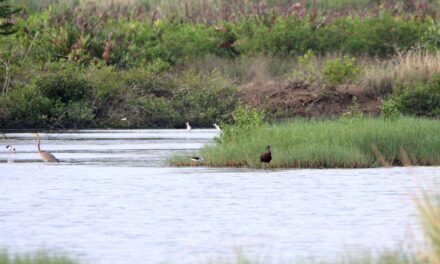 Second sighting of Glossy ibis in Iloilo City