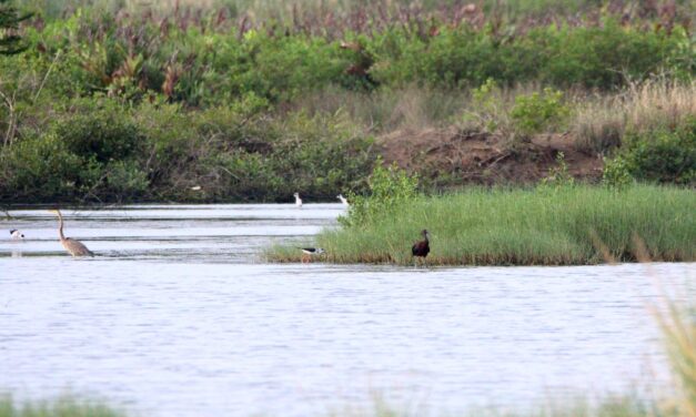 Second sighting of Glossy ibis in Iloilo City