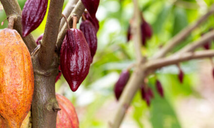 Antique pushes for cacao industry growth