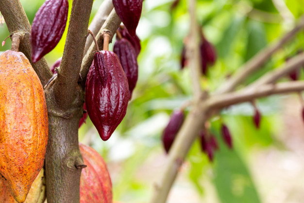 Antique pushes for cacao industry growth